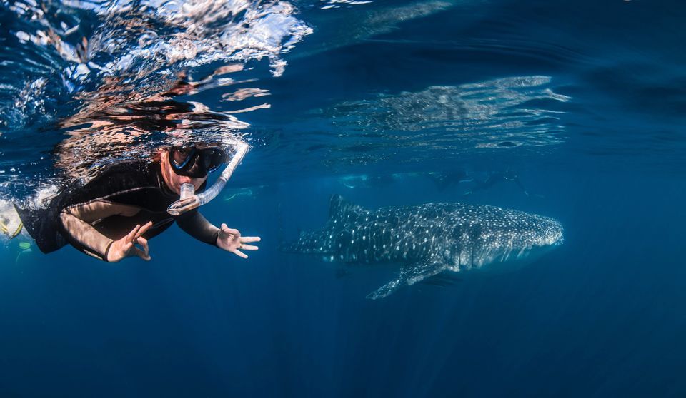 From Exmouth: Whale Shark Swim Full-Day Tour