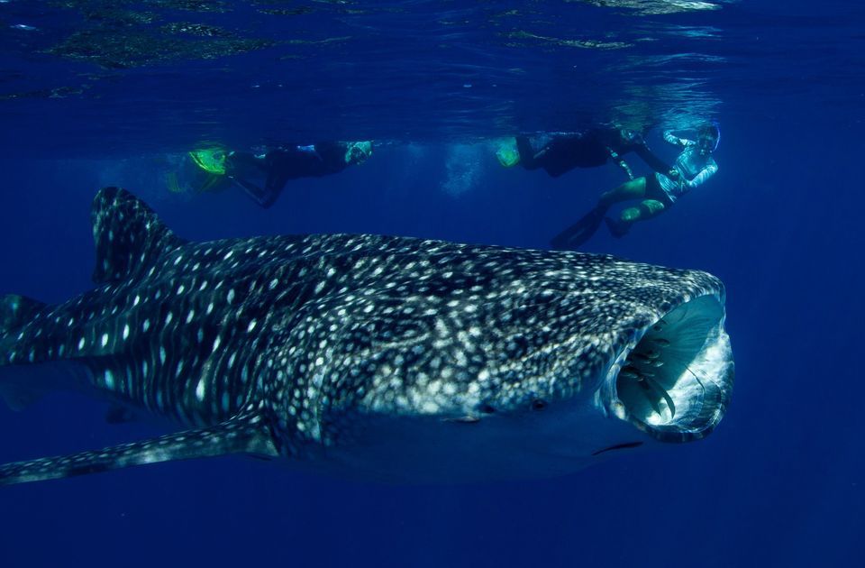 From Exmouth: Whale Shark Swim Full-Day Tour